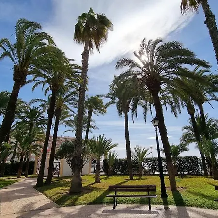 Golden In Palm Park * 托雷维耶哈